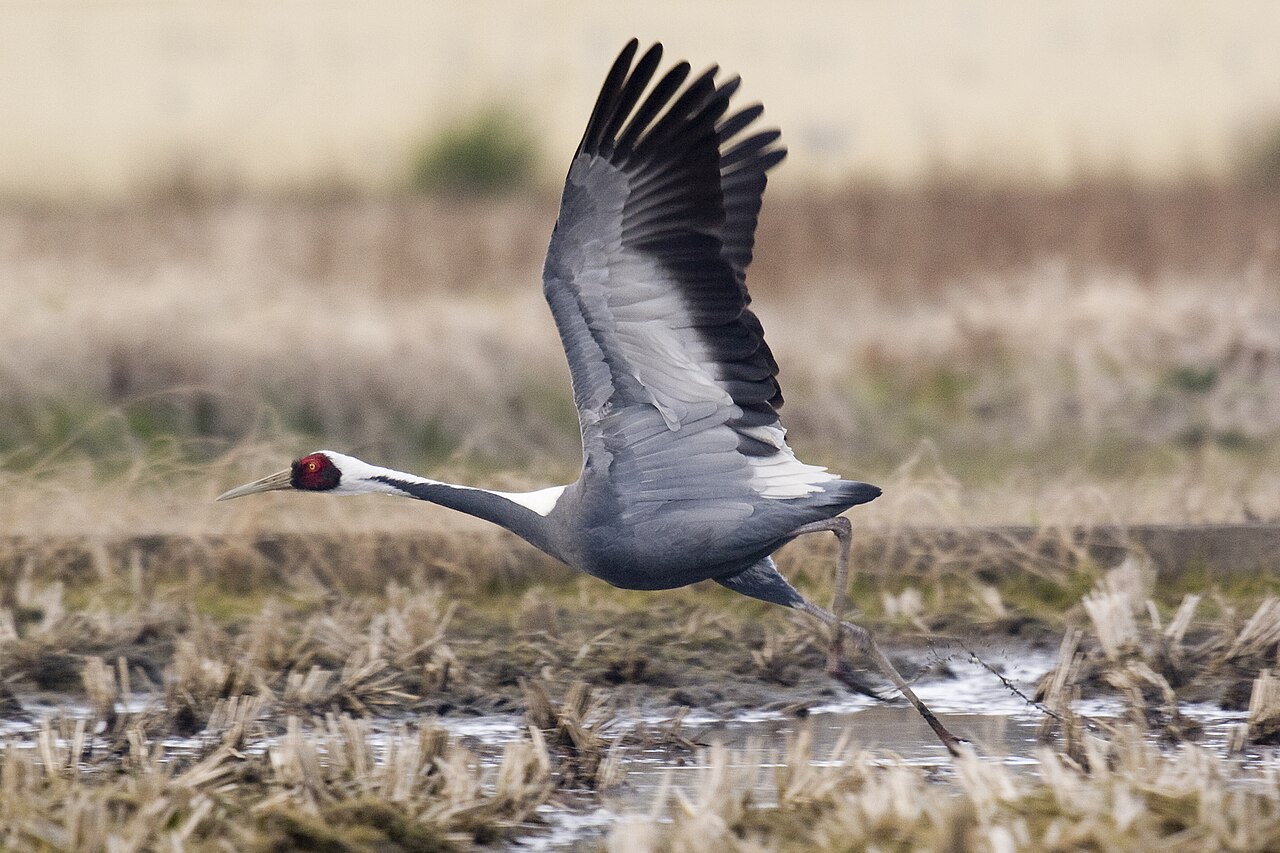 White-Naped Crane
