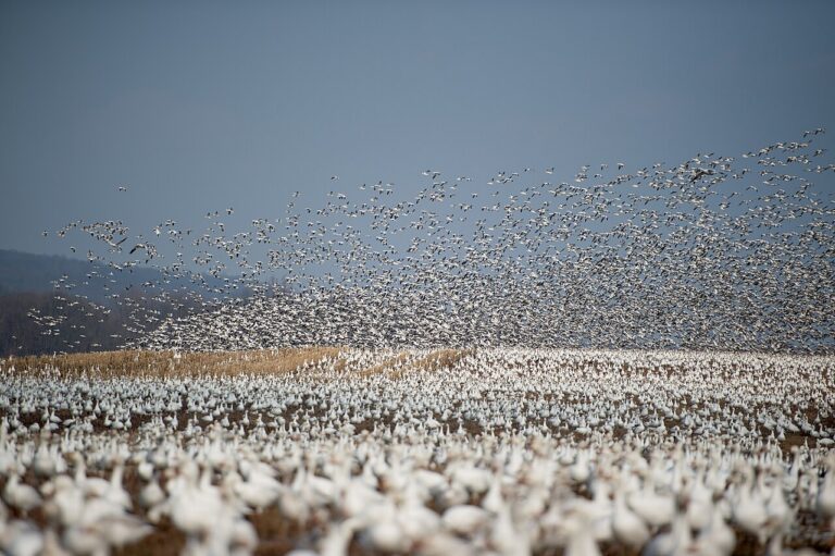 A large flock of wild birds taking off over a wetland at sunrise