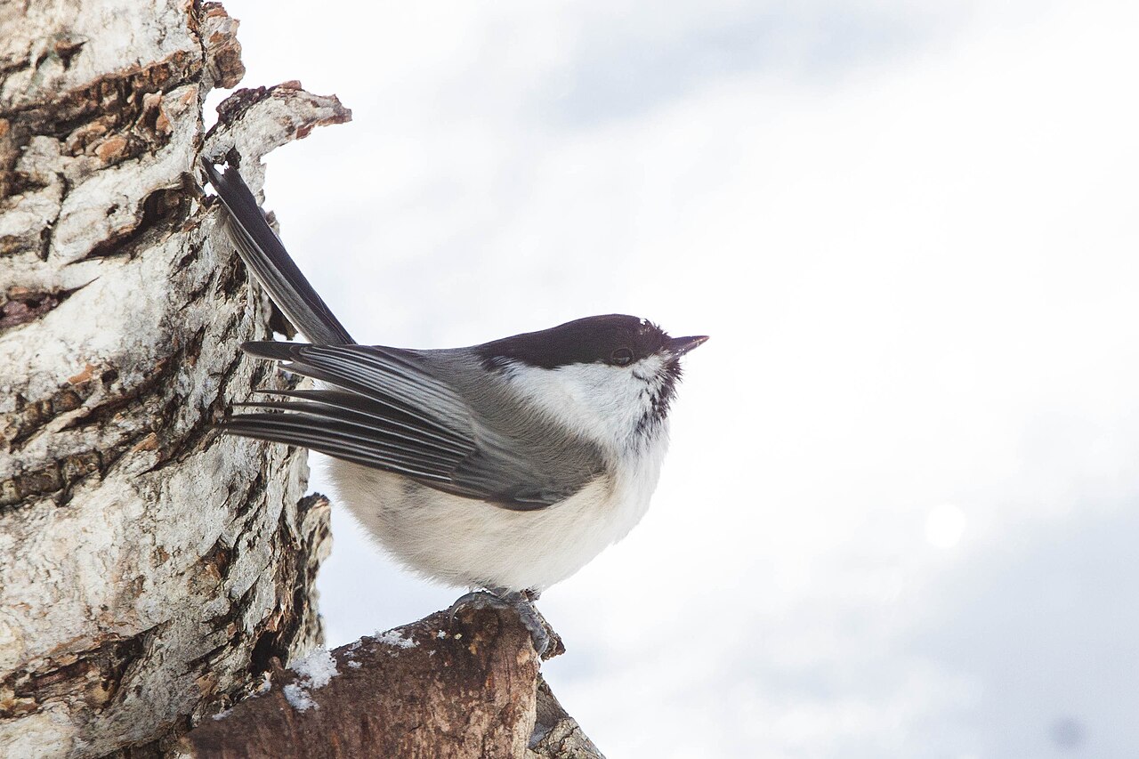 Willow Tit