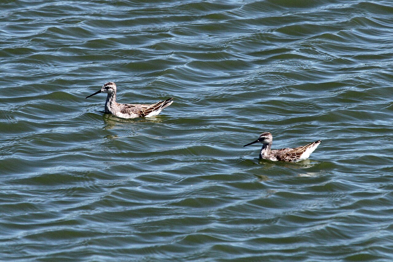 Top 15 Types Of Birds In Edmonton (With Pictures) 5 Wilson's phalaropes swimming on a prairie wetland