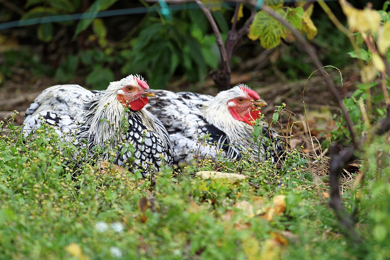 Top 15 Types Of Fowl Birds (With Pictures) 5 Wyandotte