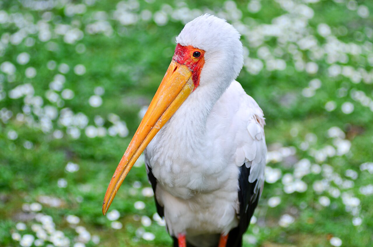 Yellow-billed stork standing in wetland vegetation
