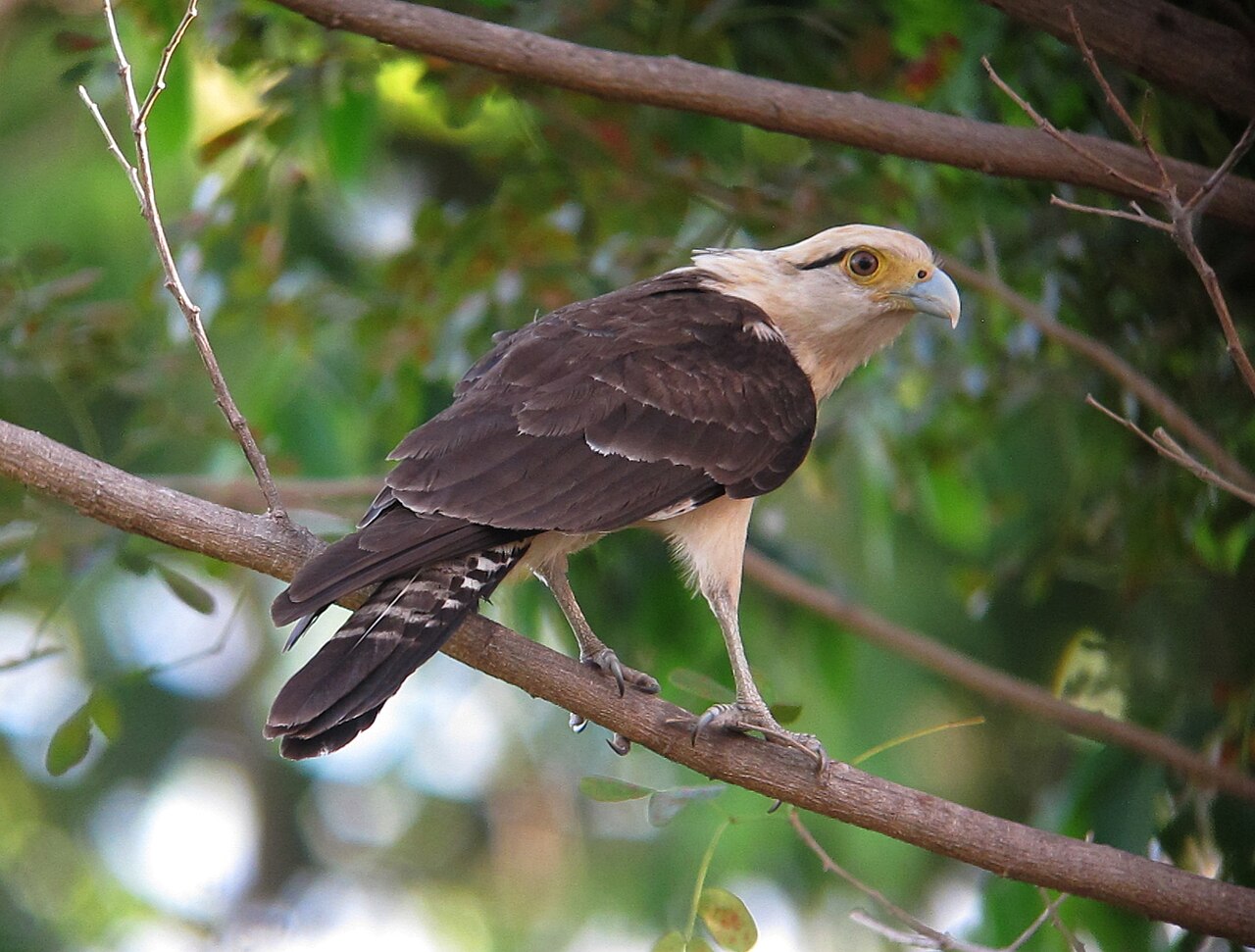 Yellow-Headed Caracara