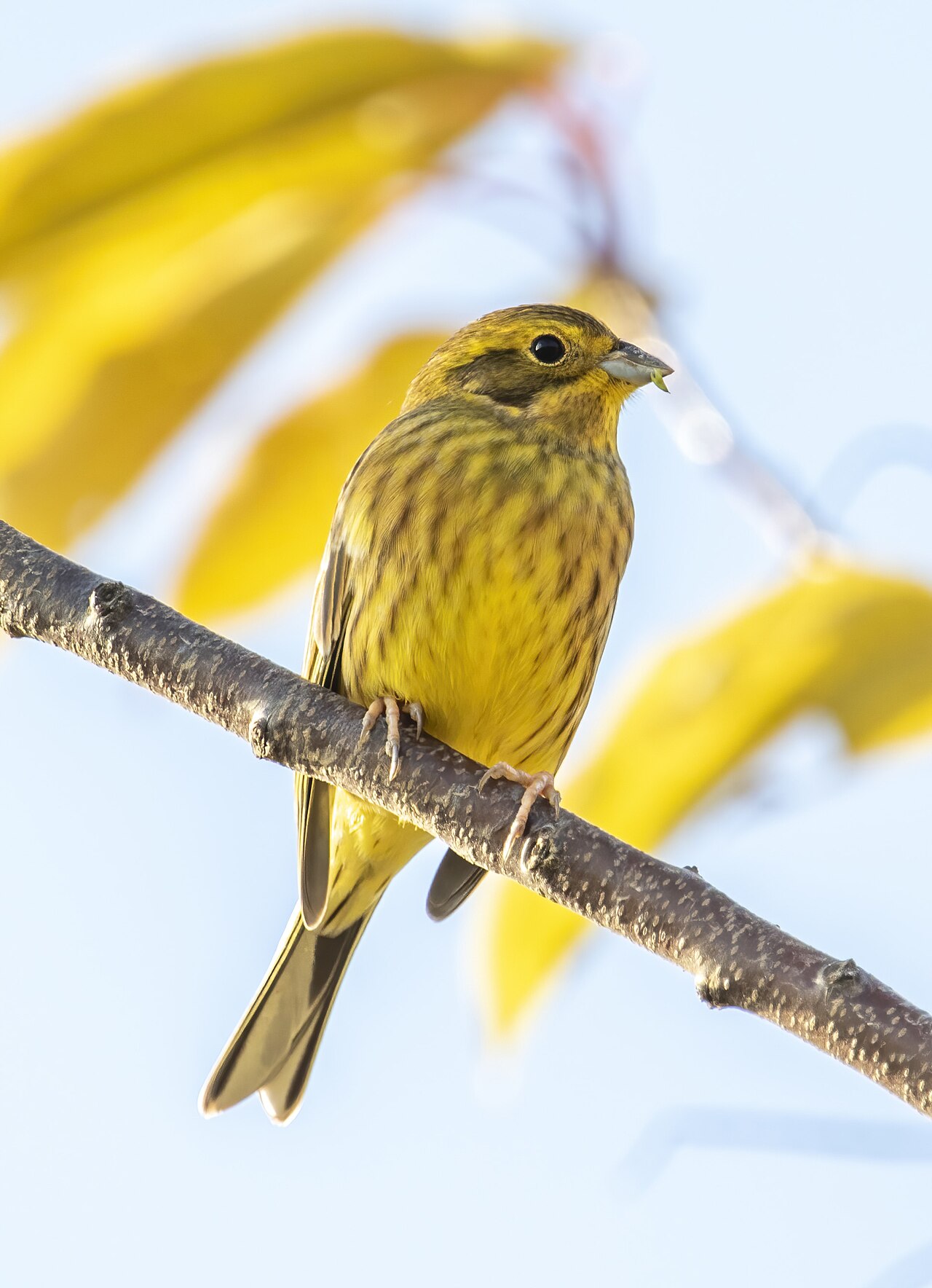Yellowhammer Bunting