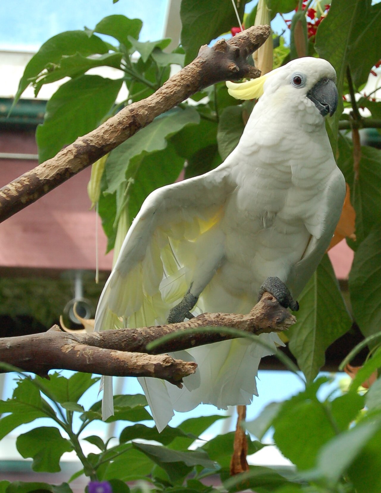Affectionate Cockatoos
