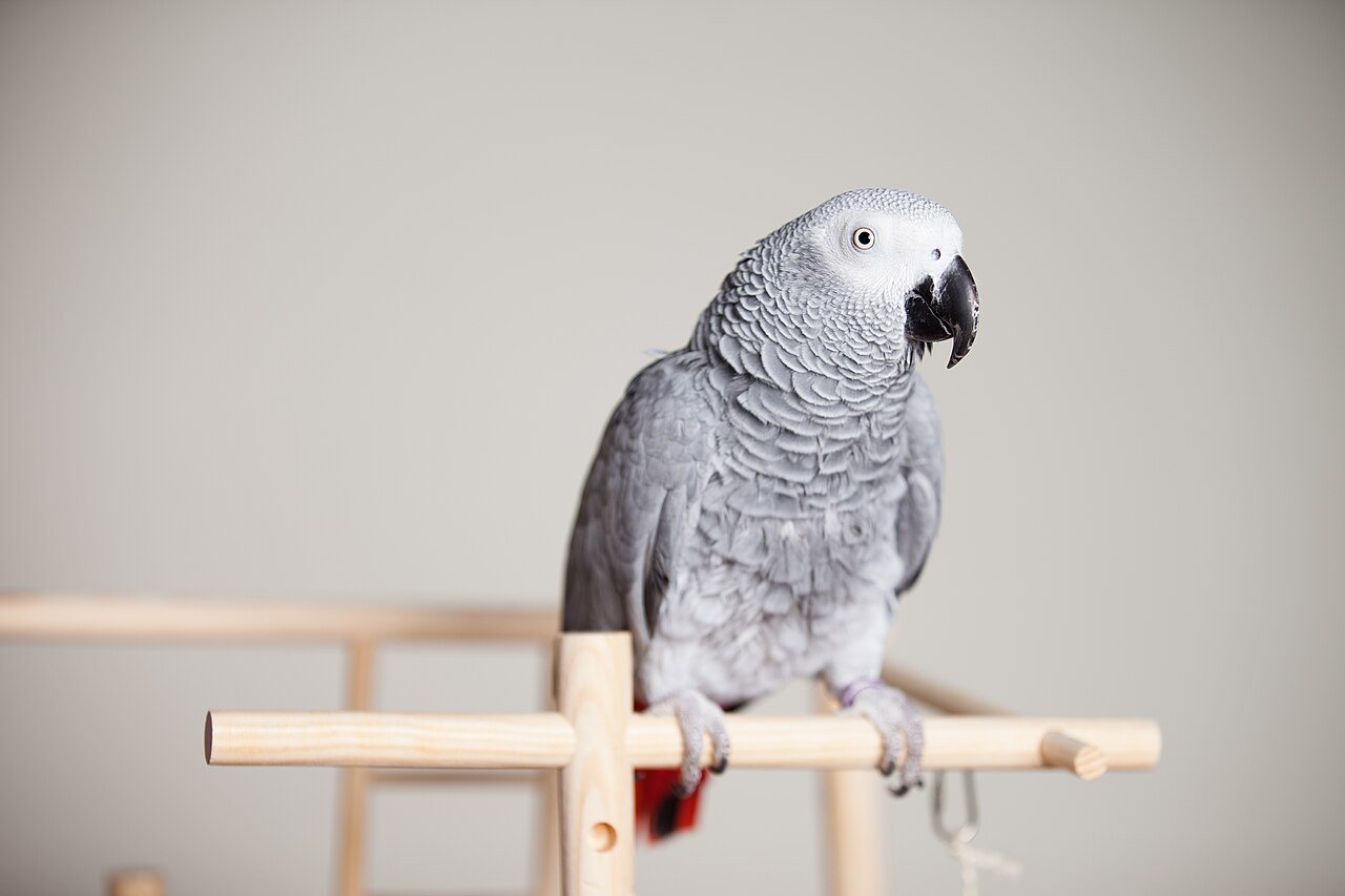 African Grey Parrot