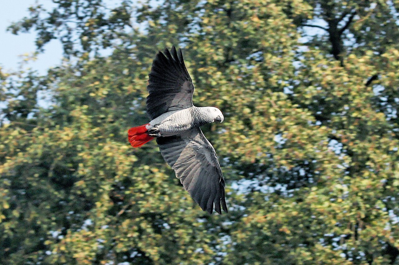 African Grey Parrots