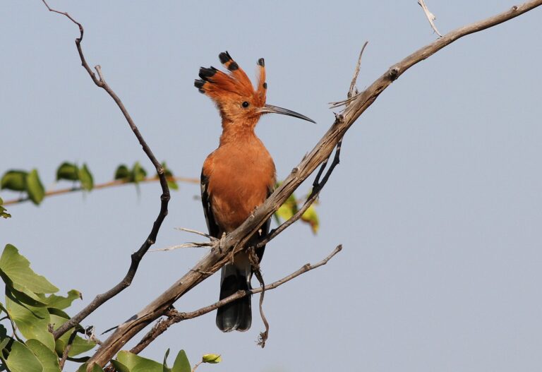 African Hoopoe
