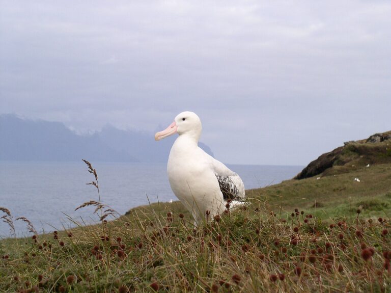 Albatross