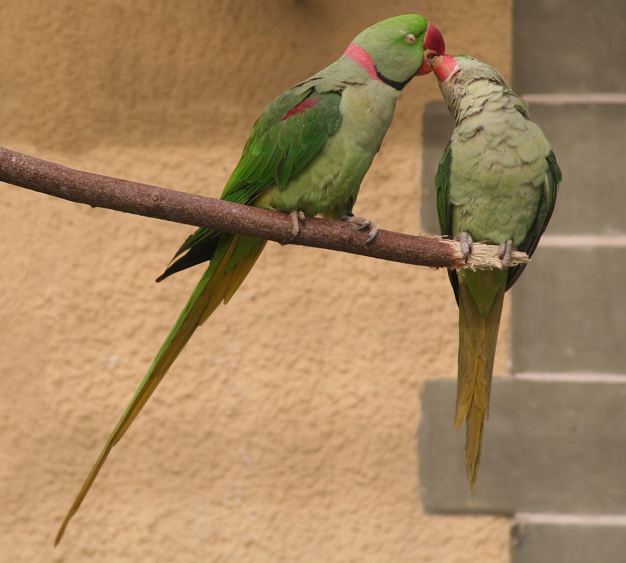 Top 15 Types Of Parakeet Birds (With Pictures) 3 Alexandrine Parakeet