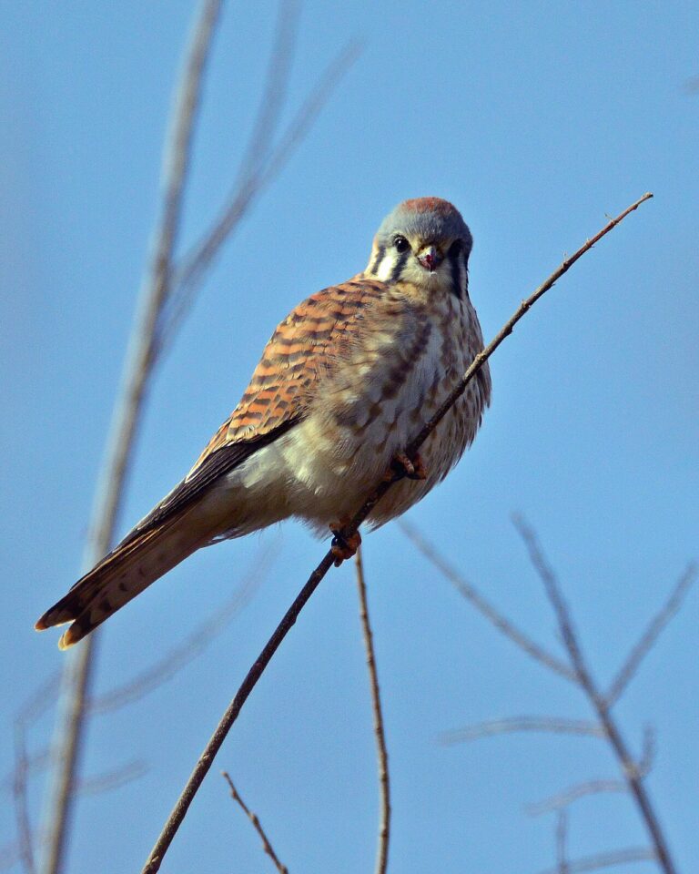 American Kestrel
