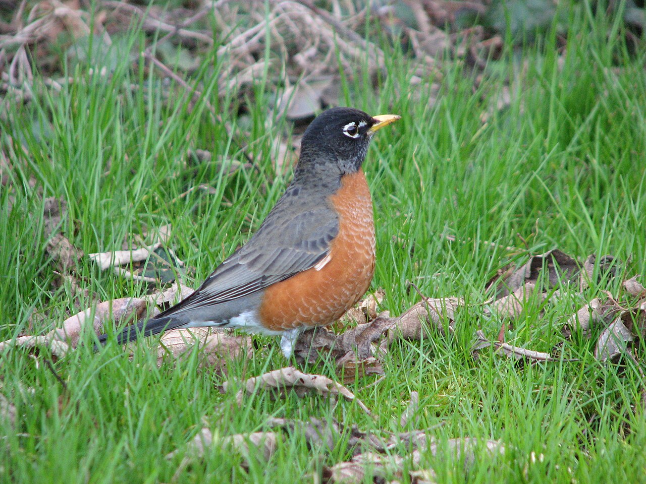 American Robin