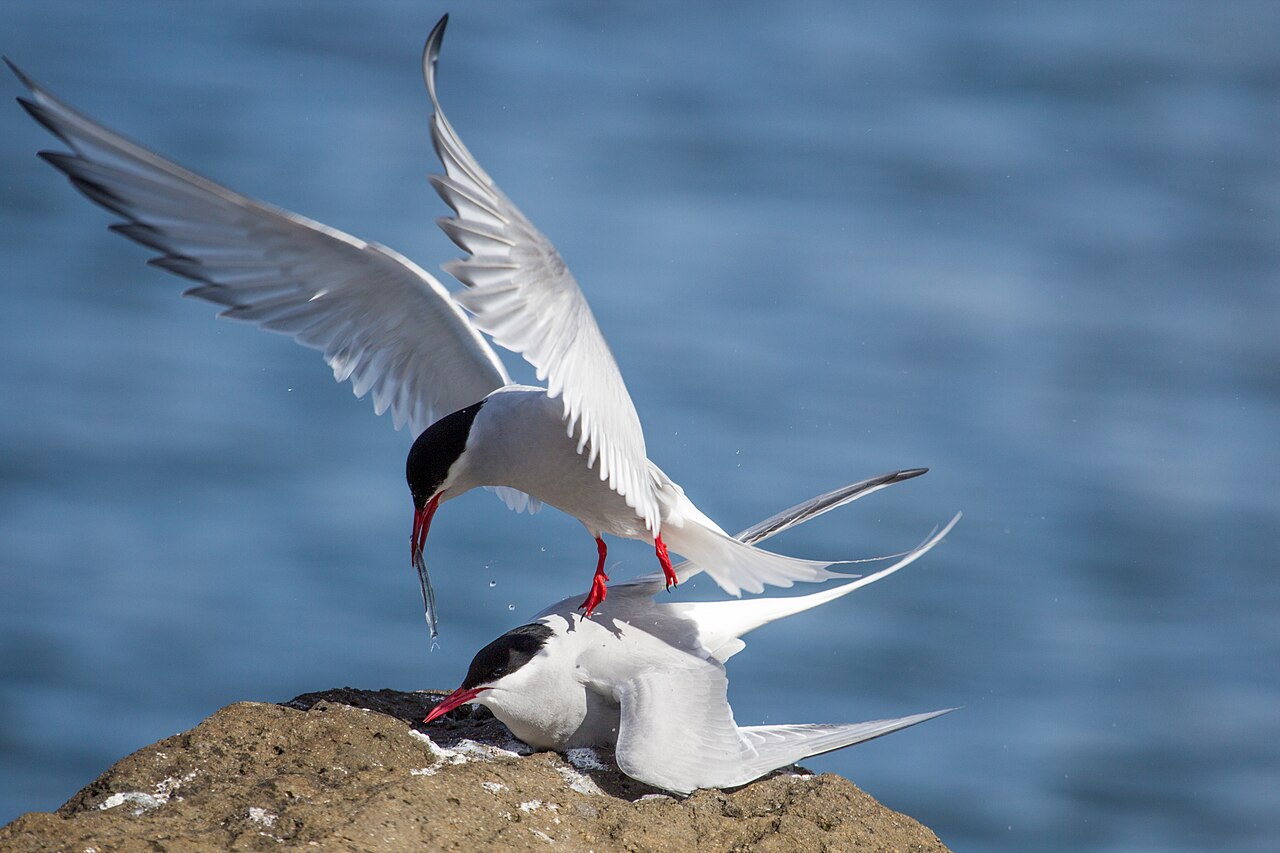 Arctic Terns