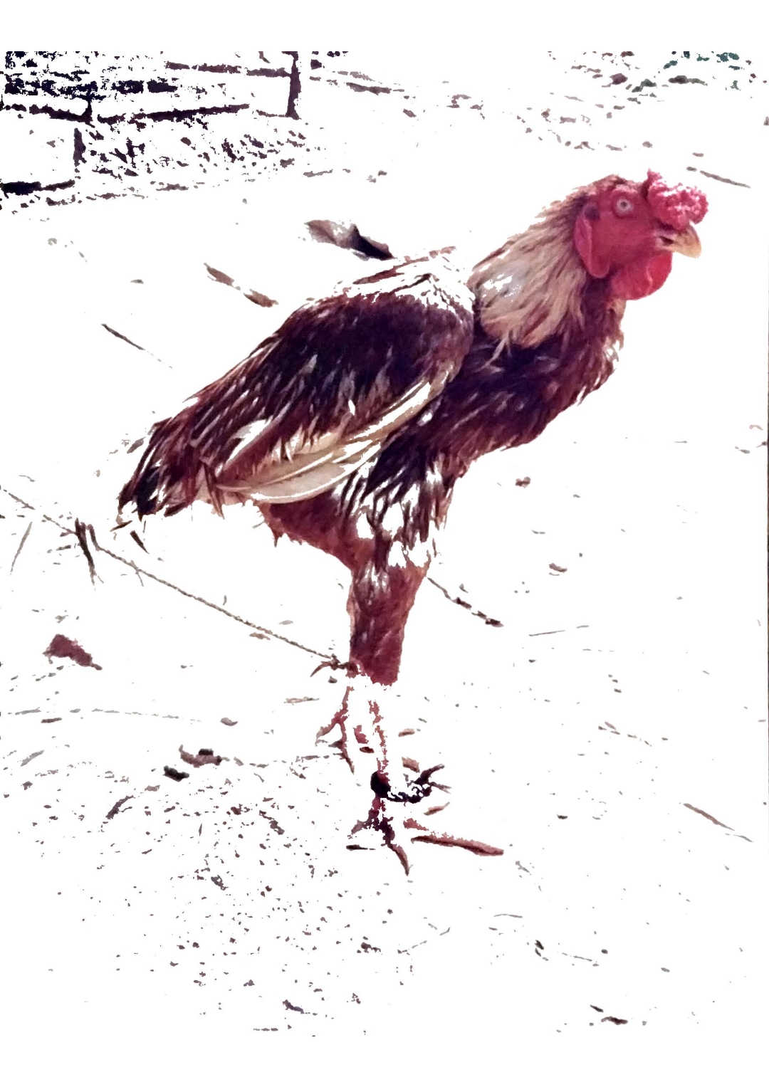 Aseel chicken (Gallus gallus domesticus)