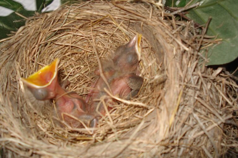 Baby Robins