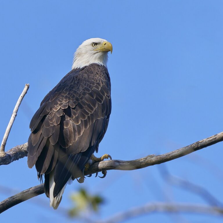 Bald Eagle