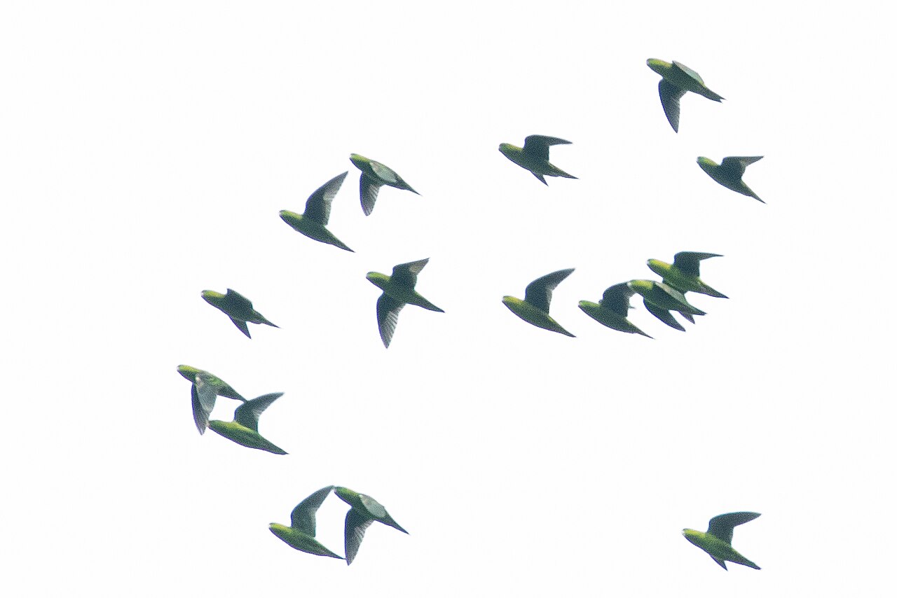 Top 15 Types Of Parakeet Birds (With Pictures) 8 Barred Parakeet