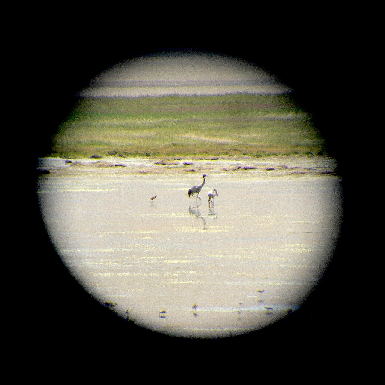Black-necked crane (Grus nigricollis)