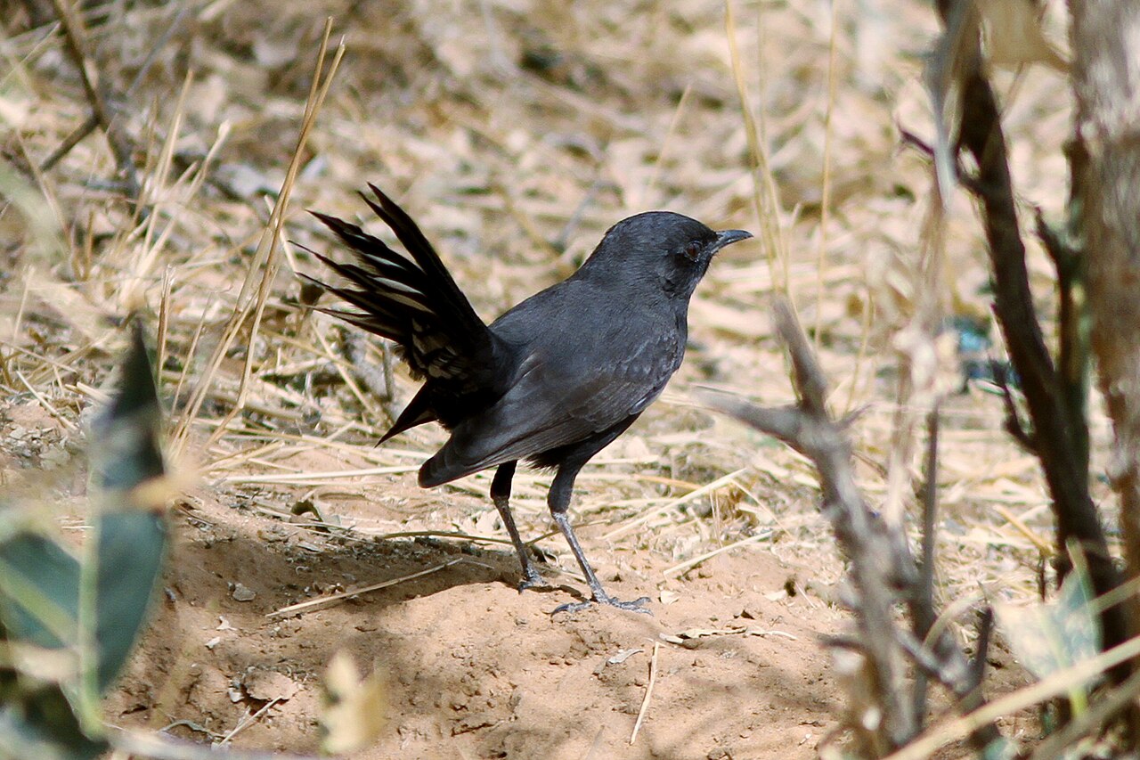 Black Scrub Robin