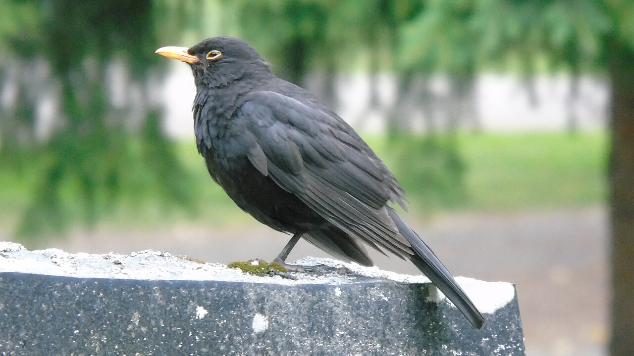 Blackbird