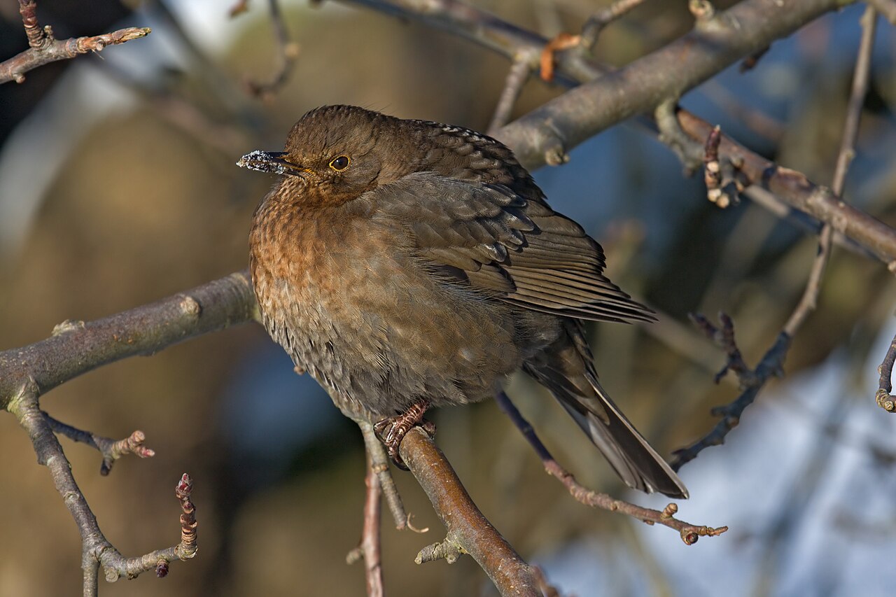 Blackbird