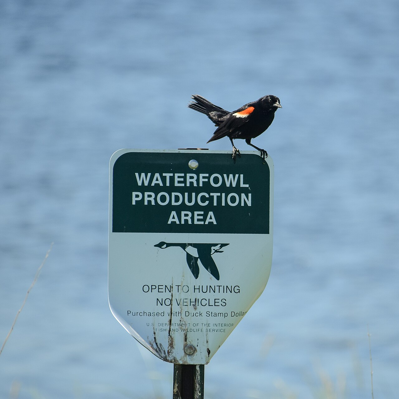 Top 15 Types Of Birds That Flock Together (With Pictures) 2 Blackbirds