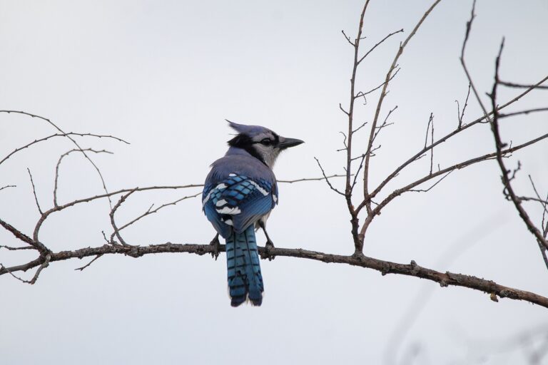Blue Jay