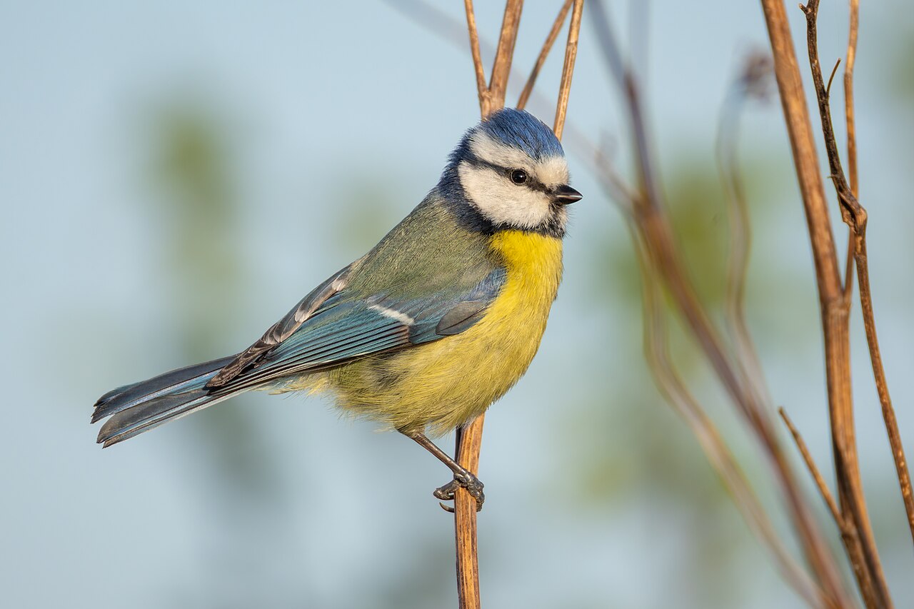 Top 15 Types Of Small Birds In Ireland (With Pictures) 3 Blue Tit