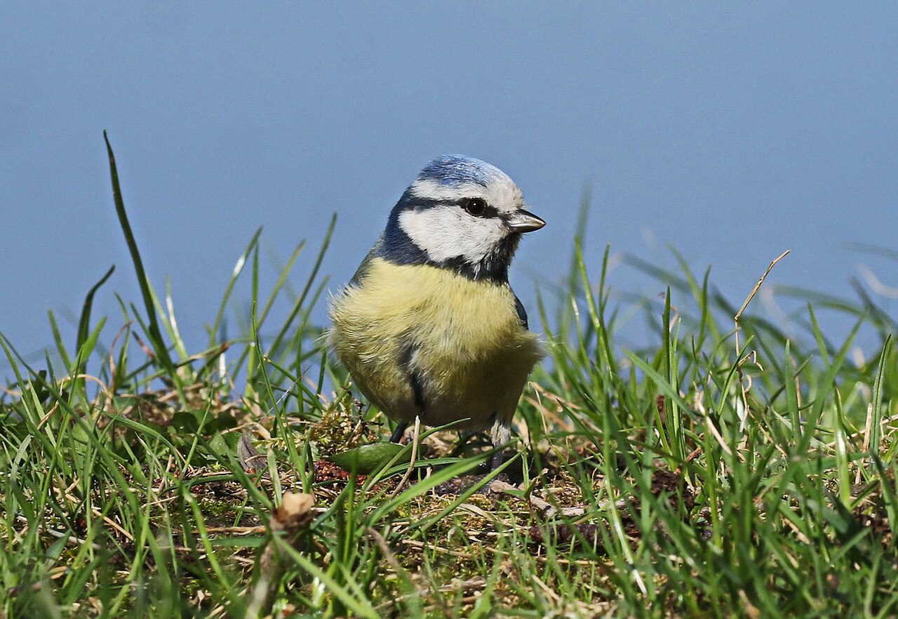 Blue Tit