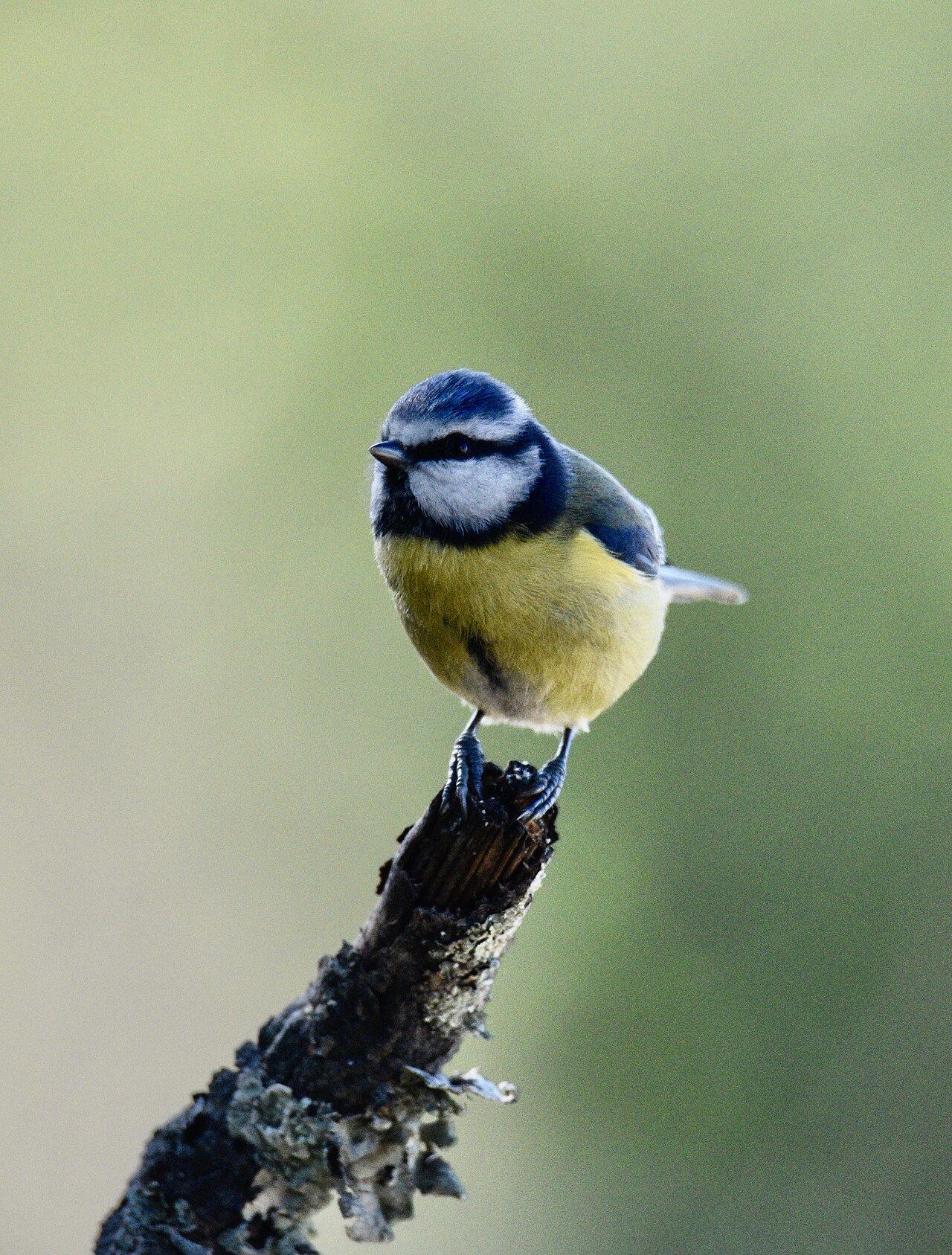 Blue Tit