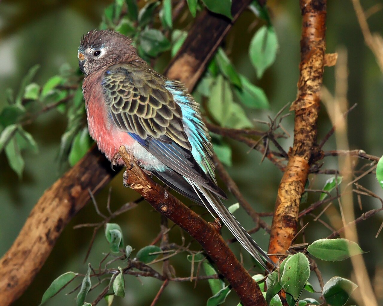 Top 15 Types Of Parakeet Birds (With Pictures) 7 Bourke's Parakeet