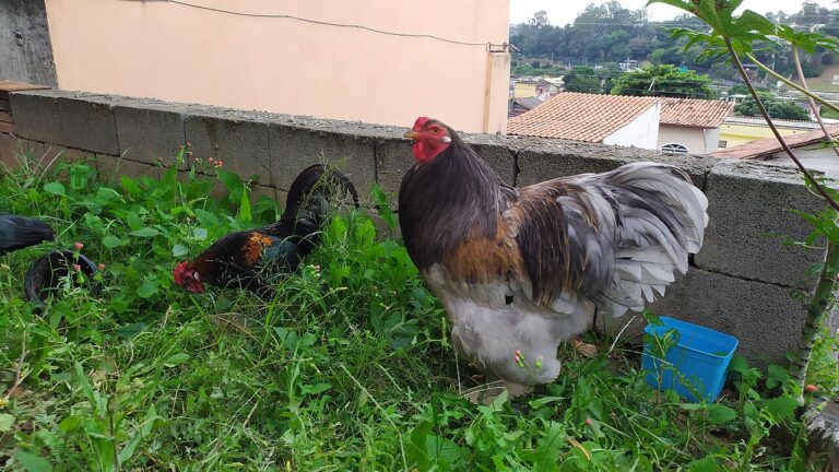 Brahma