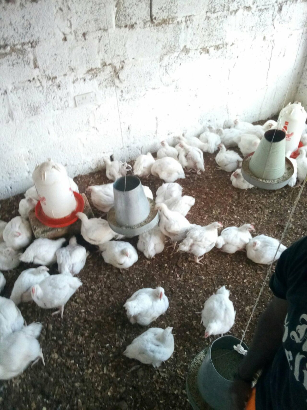 Broiler chickens (Gallus gallus domesticus)