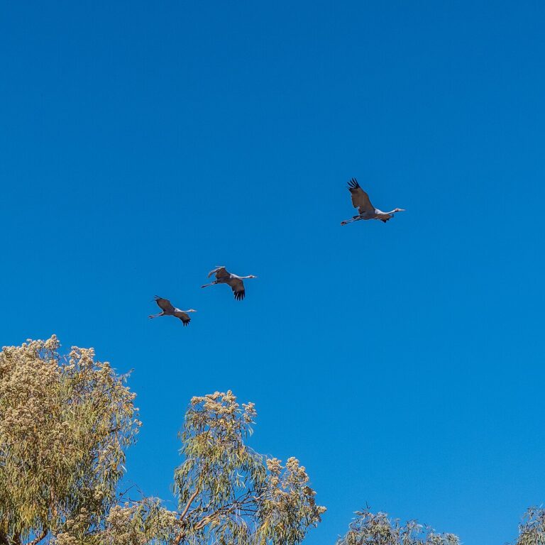 Brolga