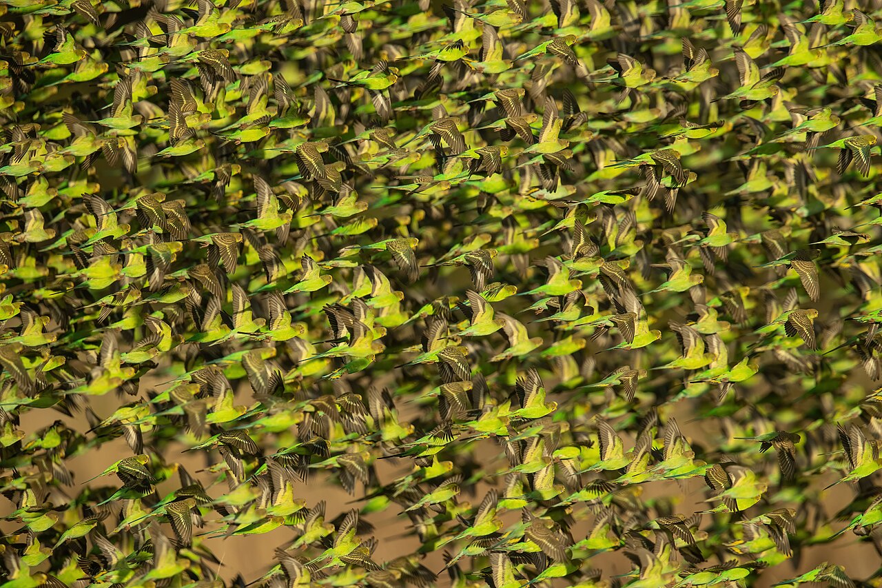 Top 15 Types Of Parakeet Birds (With Pictures) 1 Budgerigar