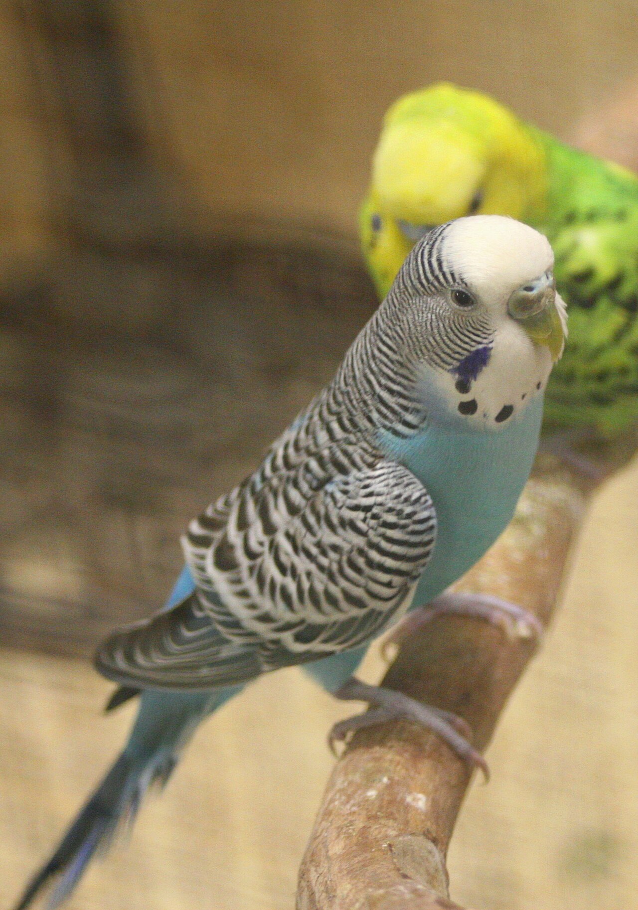 Budgerigars or Budgies