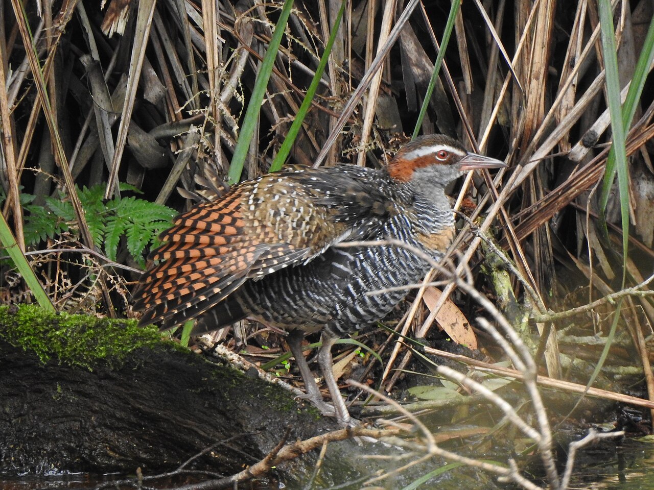 Top 15 Types Of Flightless Birds (With Pictures) 12 Buff-banded Rail