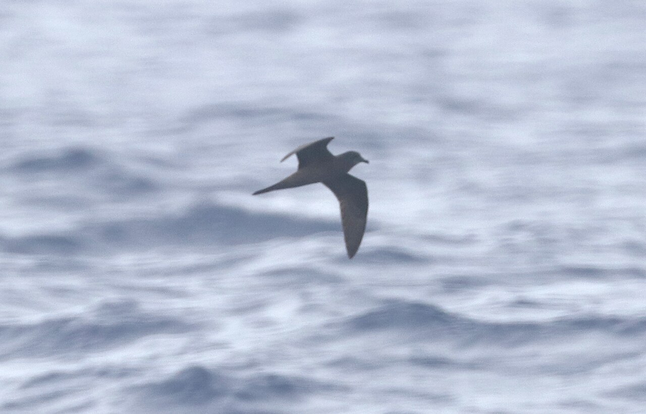Top 15 Types Of Sea Birds In Delaware (With Pictures) 5 Bulwer's Petrel