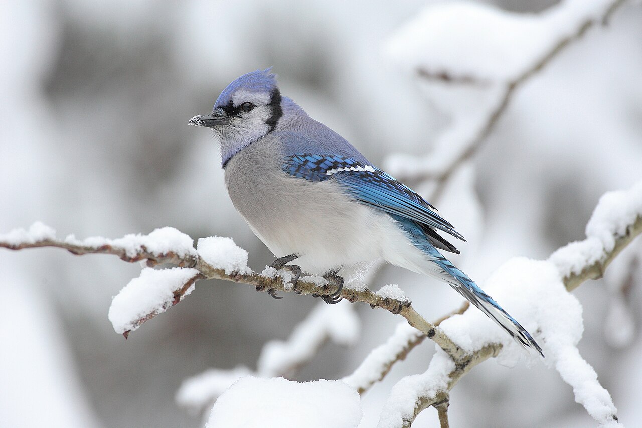 Bumbling Blue Jays