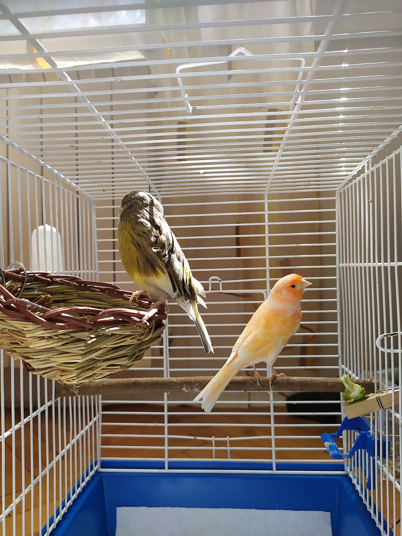 Canary