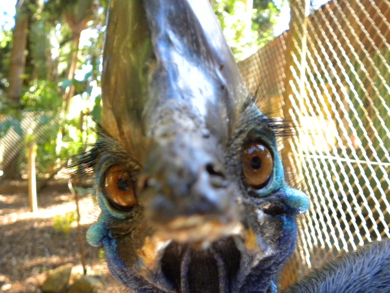Top 15 Types Of Flightless Birds (With Pictures) 3 Cassowary