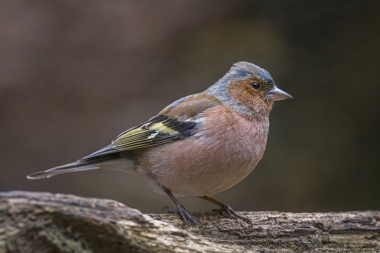 Top 15 Types Of Small Birds In Ireland (With Pictures) 14 Chaffinch