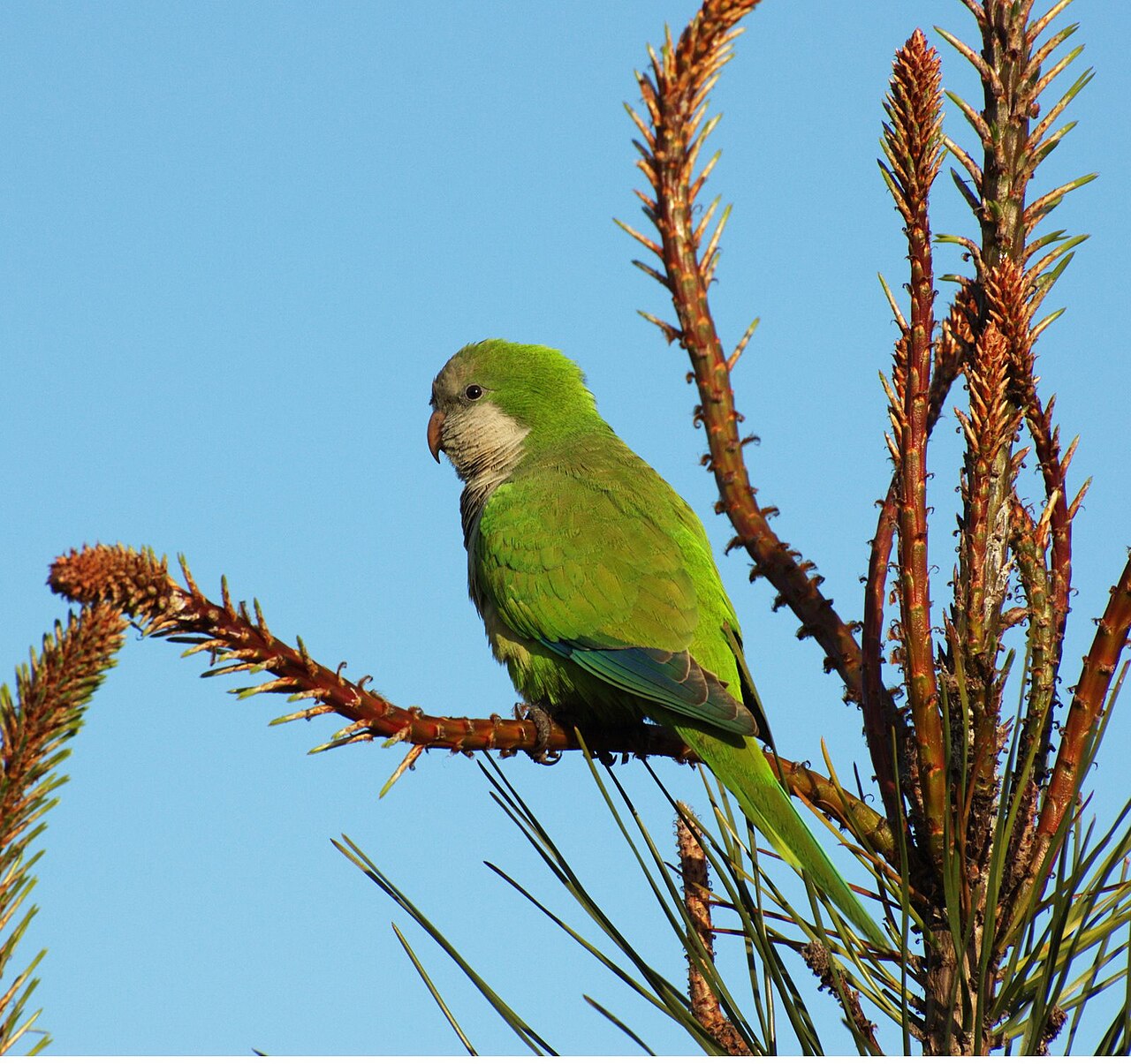 Chatty Quaker Parrots