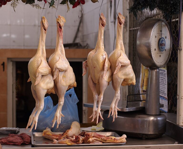 Chicken (Gallus gallus domesticus)