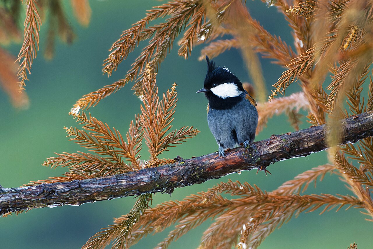 Coal Tit