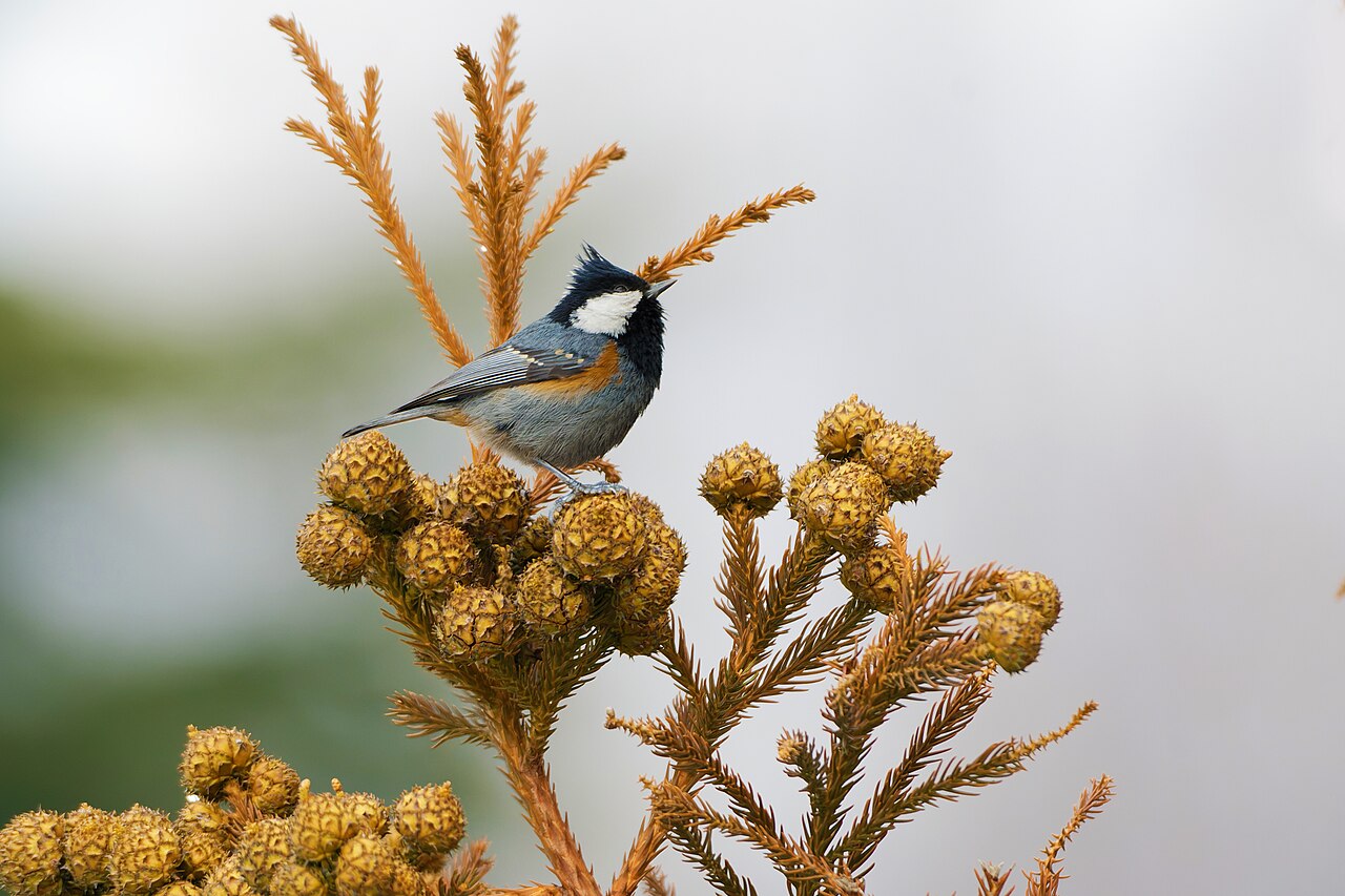 Top 15 Types Of Small Birds In Ireland (With Pictures) 10 Coal Tit