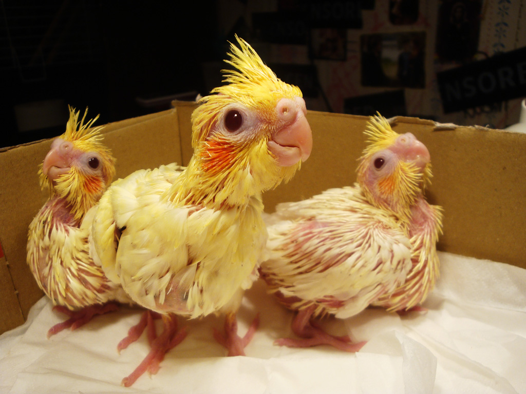 Cockatiels