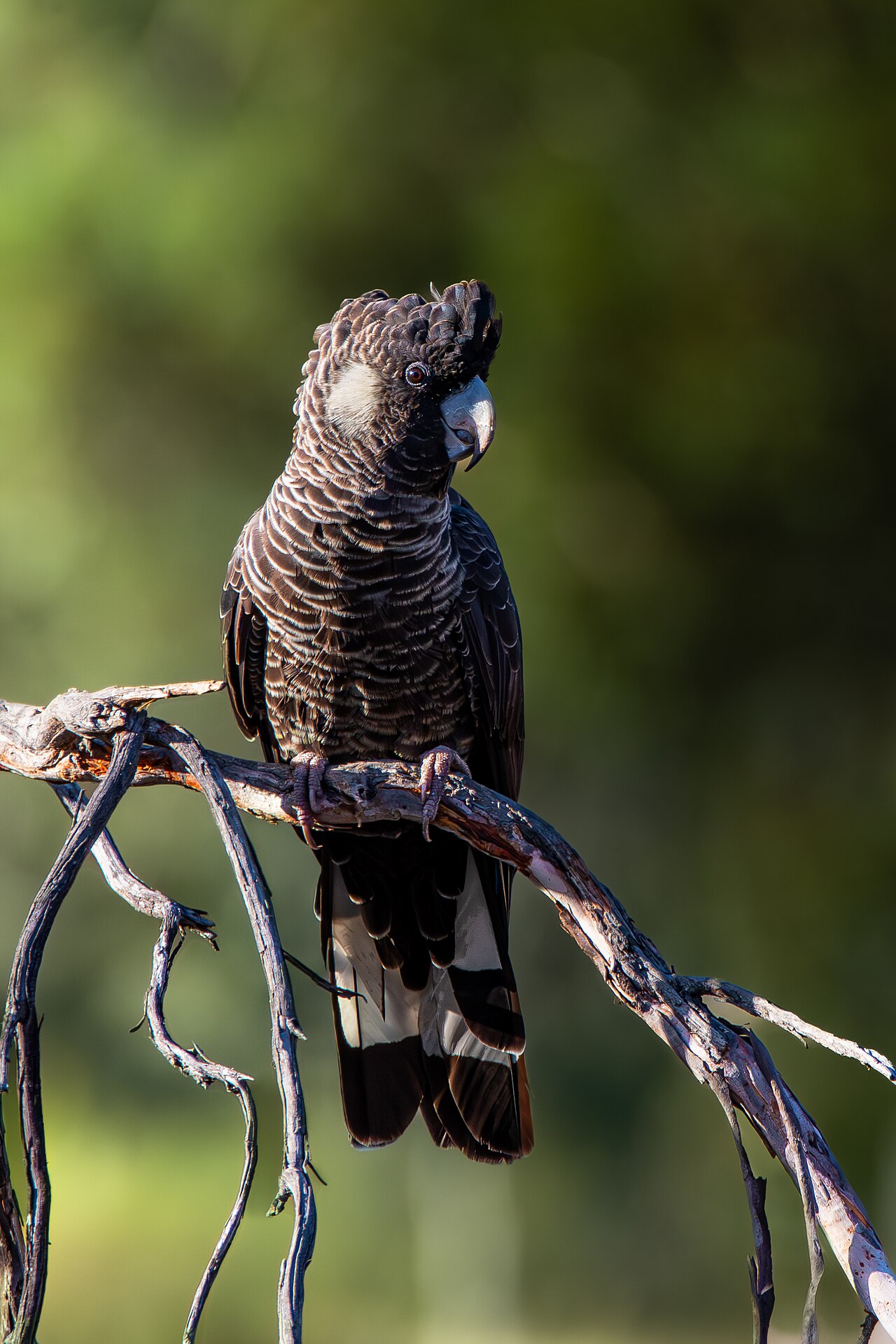 Cockatoo's Crested Capers