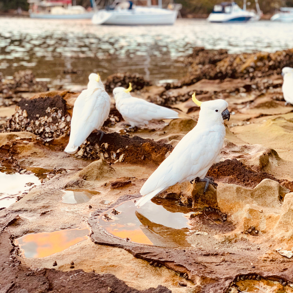 Cockatoos