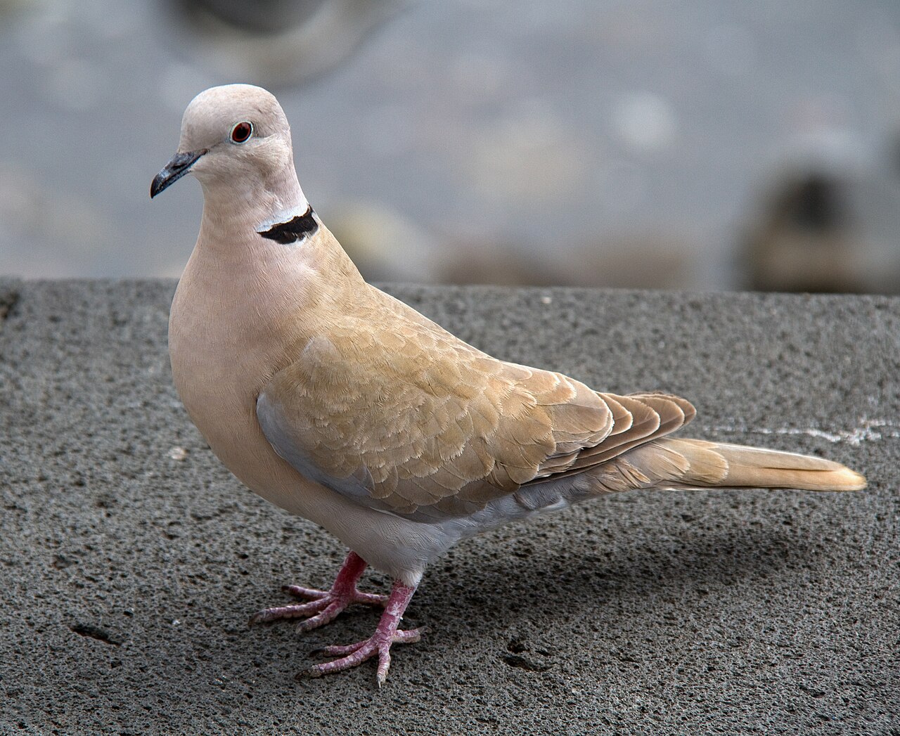 Top 15 Types Of Small Birds In Ireland (With Pictures) 16 Collared Dove